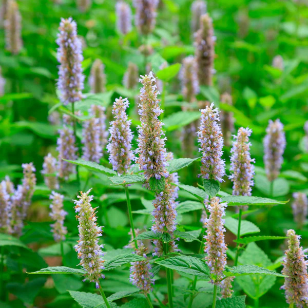 Ama Lurra Essential Oil Patchouli